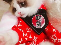 -十年猫舍·猫咪专门店(普陀店)