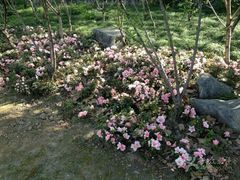 android_upload_pic-上海市龙华烈士陵园