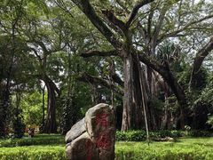 -瑞丽独树成林风景区