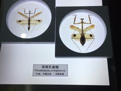 -上海昆虫博物馆