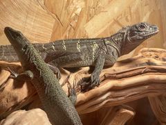 -酷以爬仙阁实体爬宠店·守宫·蜥蜴·专业繁育