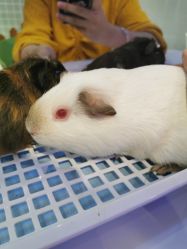 -Moni星球萌宠·小马宝莉·灵蛇·高端高阶全萌宠互动体验俱乐部(红豆国际广场店)