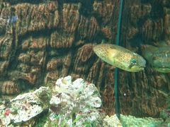 -北戴河圣蓝海洋公园