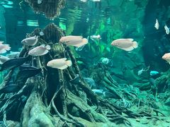 -海花岛旅游度假区