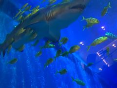 -成都浩海立方海洋公园