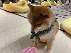 -逗柴咖啡屋·狗咖猫咖宠物桌游
