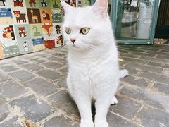 -喵屿·大理花园猫咖