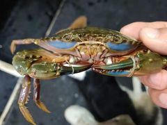 -阿尔法海鲜排档(爱琴海店)