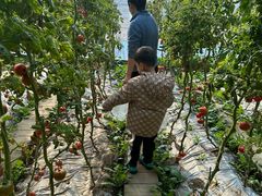 -大自然农场蔬菜草莓采摘园