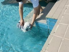 -趣玩宠物乐园寄养训犬训狗游泳池