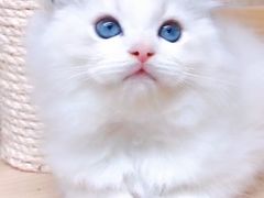 -十年猫舍·猫咪专门店(普陀店)