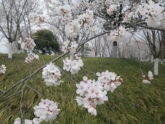 -径山花海