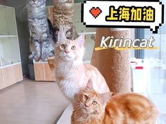 -十年猫舍·猫咪专门店(普陀店)