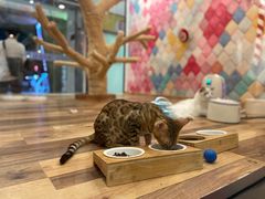 -袖虎·猫馆(体育西路店)