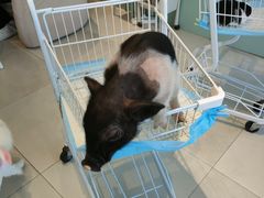 -怪兽屋·羊驼·猫咖·狗咖(俊华广场店)