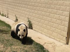 -石家庄市动物园