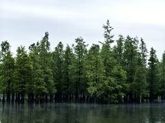 -白鹭湾湿地公园