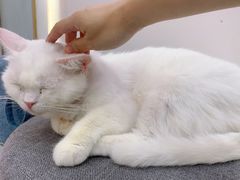 -糯米喵星人·撸猫猫舍咖啡馆(西市场嘉华店)