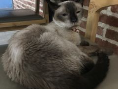 -猫咪咖啡·猫咖(万达广场店)