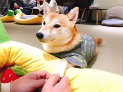 -逗柴咖啡屋·狗咖猫咖宠物桌游