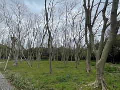 -上海滨江森林公园
