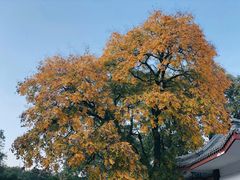 -北京鹫峰国家森林公园
