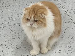 -喵园·猫主题咖啡厅·撸猫·猫咖(国贸店)