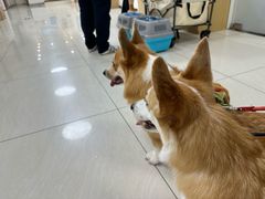 -美联众合动物医院·24h京西诊疗中心