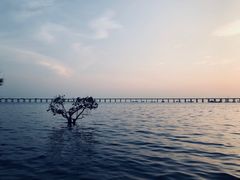 -宝安西湾红树林湿地公园