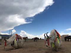 -青海湖国家重点风景名胜区