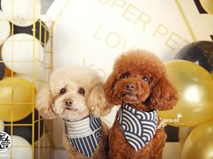 -超宠爱宠物摄影-Super pet