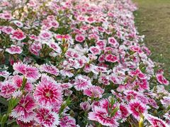 -海心沙亚运公园