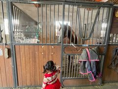 -北京群众马术培训基地