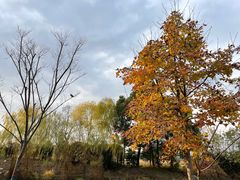 -梁鸿国家湿地公园