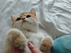 -lincat·猫舍(广州店)