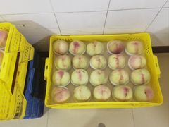 -老袁家蜜桃农场·阳山水蜜桃