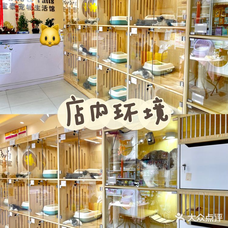 上海宠物店推荐|找到了买猫狗的好地方！