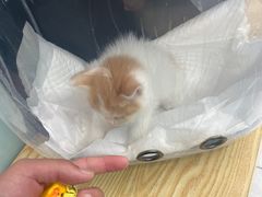 -中农大我爱我爱动物医院·核磁CT·猫病·24小时夜诊中心(石佛营店)
