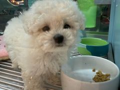 -FAELING PETS美天灵宠物(合生汇店)