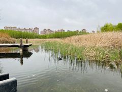 -马家湾湿地公园