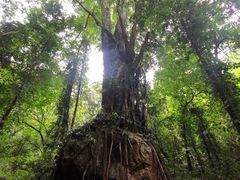 -莫里热带雨林景区