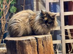 -伊隆斋(什刹海店)