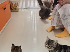 -三花喵·撸猫购宠·宠物生活馆(虹桥南丰城店)