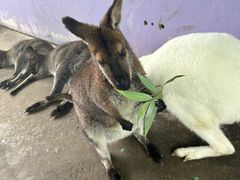 -西霞口神雕山野生动物世界