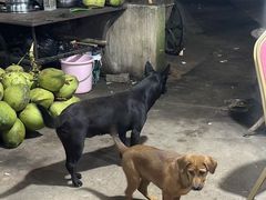-万兴启丰椰子文化园餐厅