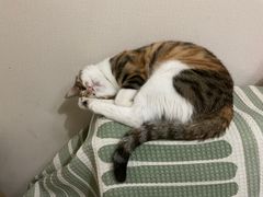 -谐和益家动物医院·免疫绝育·血液透析·宠保定点医院(高新伊藤分院)