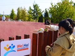 -羊亭河湿地公园