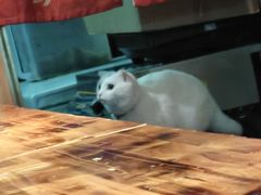 -老龙亭拉面店