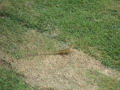 DSC00709-三亚亚龙湾金棕榈度假酒店