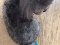 -阿荣24H宠物医院·综合型转诊中心·CT·核磁影像中心